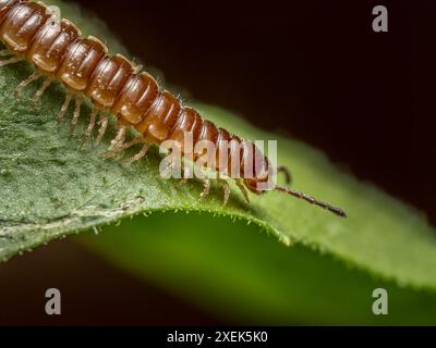 Nahaufnahme-Clip des Tausendfüßlers, der auf grünem Blatt krabbelt Stockfoto