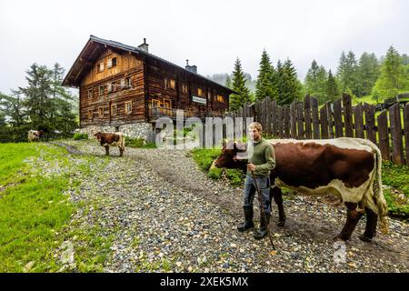 Alpenbauer Manfred Huber mit Pinzgauer Kuh. Die Rasse gilt als ruhig. Aufgrund seiner geringen Milchleistung im Vergleich zu hochergiebigen Kühen wird sie selten als Milchvieh gehalten und gilt als gefährdet. Die Kuhherde wird von der Almwiese in die Melkstube in der Almhütte zum Melken getrieben. Filzmoosalm, Salzburg, Österreich Stockfoto