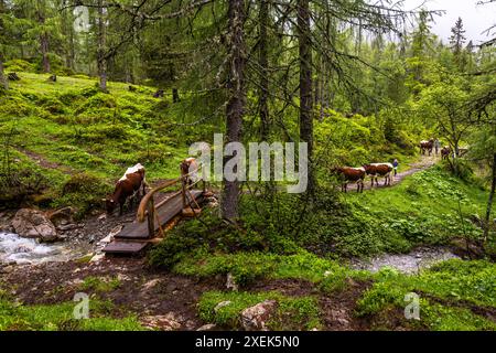 Pinzgauer Kühe auf der Filzmoosalm. Die Tiere kennen den Weg zur Scheune, nehmen sich aber gerne Zeit. Die Kuhherde wird von der Almwiese in die Melkstube in der Almhütte zum Melken getrieben. Filzmoosalm, Salzburg, Österreich Stockfoto