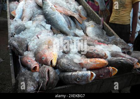 Fischmarkt. Chittagong. Bangladesch. Stockfoto