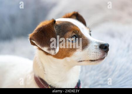 Porträt eines süßen Jack Russell Dog Stockfoto