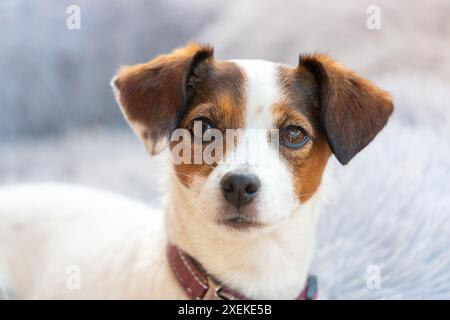 Porträt eines süßen Jack Russell Dog Stockfoto