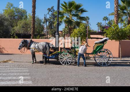 Marrakesch Touristen und Einheimische fahren fröhlich durch die labyrinthischen Straßen der Stadt in traditionellen Pferdekutschen, Marrakesch's dauerhaften Charme, Authenti Stockfoto