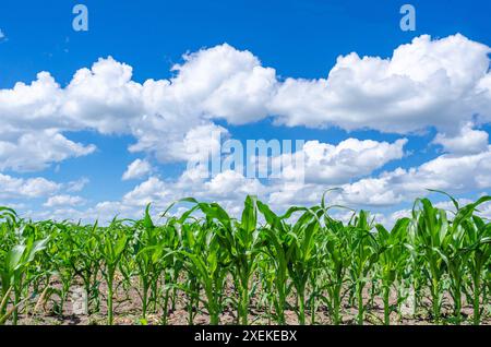 Sommermaisfeld. Große Maispflanzen auf dem Feld, grüne Blätter, Stängel. Blauer Himmel mit weißen Wolken Stockfoto