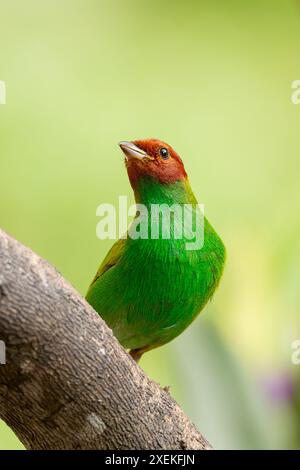 Lorbeerkopf-Tanager (Tangara gyrola), mittelgroßer Passerinvogel. Minca, Sierra Nevada de Santa Marta Magdalena. Tierwelt und Vogelbeobachtung Stockfoto