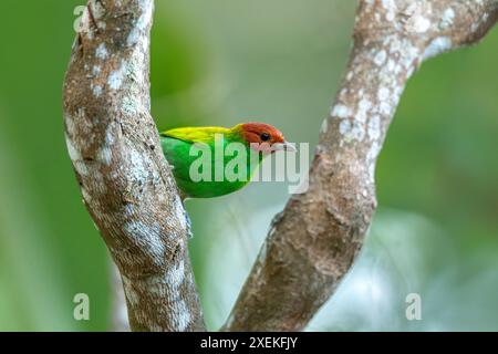 Lorbeerkopf-Tanager (Tangara gyrola), mittelgroßer Passerinvogel. Minca, Sierra Nevada de Santa Marta Magdalena. Tierwelt und Vogelbeobachtung Stockfoto