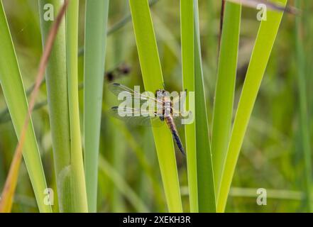Vier-spotted Chaser Libelle Stockfoto