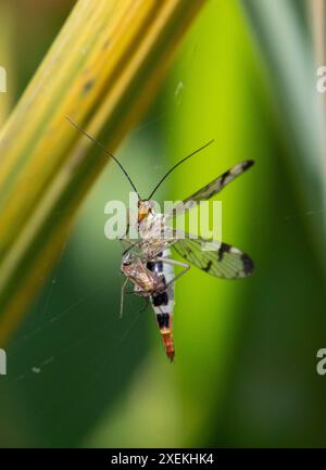 Skorpionfliege gefangen in Spinnennetz Stockfoto