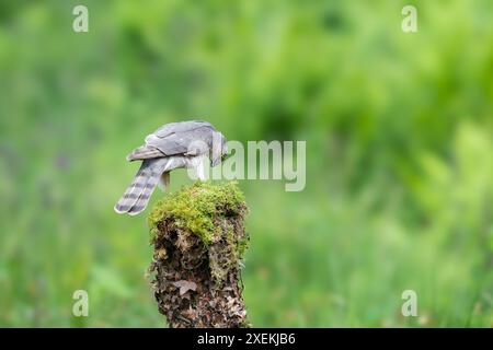 Eurasischer Sparrowhawk, Accipiter nisus, auf einem moosbedeckten Baumstumpf Stockfoto