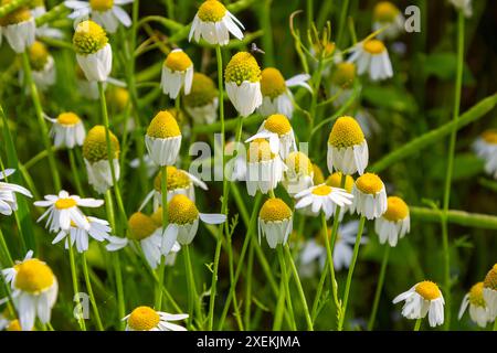 Die Heilkamillenmatricaria recutita blüht auf der Wiese zwischen wilden Gräsern. Stockfoto