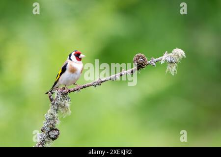 Männlicher Goldfinch, Carduelis carduelis, hockt auf einem Flechtenzweig Stockfoto