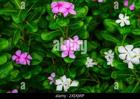 Weiße und rosa Madagaskar Periwinkle Blumen Stockfoto