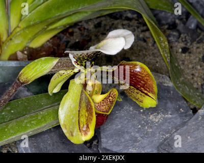 Venus-Slipper (Paphiopedilum sp., Familie: Orchidaceae. Südostasien). Stockfoto