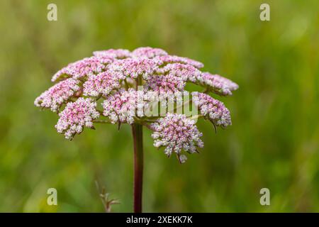 Infloreszenz von Pimpinella saxifraga oder burnet-saxifrage fester Stamm burnet saxifrage kleiner burnet. Stockfoto