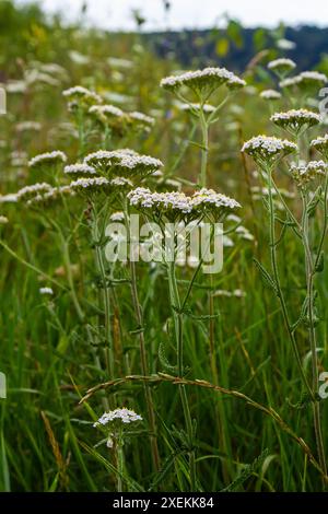 Gemeine Schafgarbe Achillea millefolium weiße Blüten aus der Nähe, floraler Hintergrund grüne Blätter. Heilorganische Naturkräuter, Pflanzenkonzept. Wilder Yarro Stockfoto