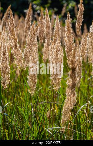 Blütenstände von Holzkleinrippen Calamagrostis epigejos auf einer Wiese. Stockfoto