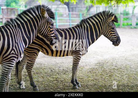 Zwei Zebras stehen auf dem Feld Stockfoto