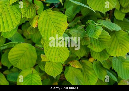 Frische grüne Hazel-Blätter im Frühling nahe am Ast des Baumes mit durchsichtigen Strukturen vor verschwommenem Hintergrund. Natürlicher Hintergrund. Stockfoto