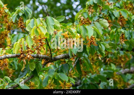 Zweige der Hainbuche, Art des Carpinus betulus, oder gewöhnliche Hainbuche mit grünen Blättern und Reifen Samen in den braunen dreispitzigen Blattinvolucres Stockfoto