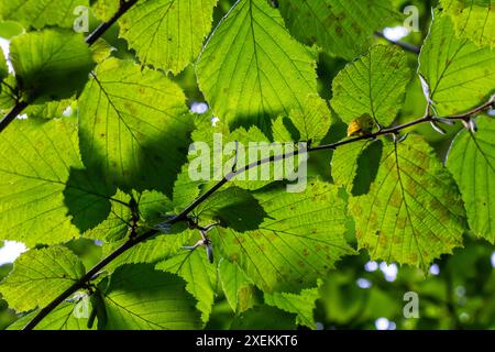 Frische grüne Hazel-Blätter im Frühling nahe am Ast des Baumes mit durchsichtigen Strukturen vor verschwommenem Hintergrund. Natürlicher Hintergrund. Stockfoto