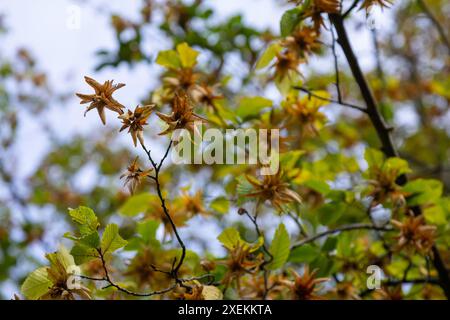 Zweige der Hainbuche, Art des Carpinus betulus, oder gewöhnliche Hainbuche mit grünen Blättern und Reifen Samen in den braunen dreispitzigen Blattinvolucres Stockfoto