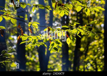 Grüne Hainbuchenblätter, im Sommer unter dem Baum gesehen. Stockfoto