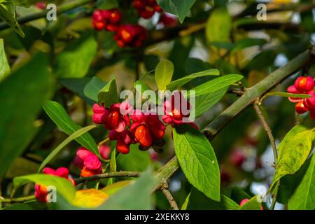 Euonymus europaeus european Common Spindle Capsulular reifende Herbstfrüchte, rot bis violett oder rosa mit Orangensamen, bunten Herbstblättern. Stockfoto