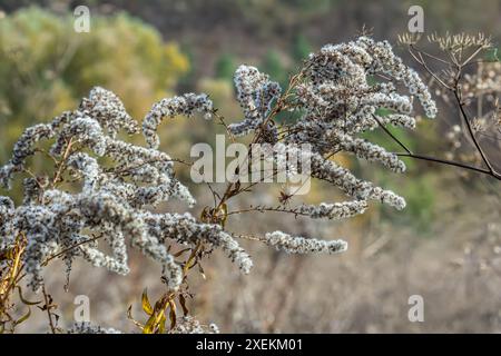 Samen mit Blasbällchen aus goldenem Stab - Solidago canadensis Wildpflanze im Herbst. Stockfoto