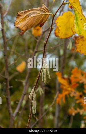 Hazelkatzen im Frühjahr. Die Haselnussblüten hängen als Vorboten des Frühlings an einem Haselnussstrauch. Haselnussohrringe an einem Baum gegen einen blauen Herbst Stockfoto