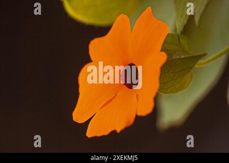 Schwarzäugige Susan-Rebe Thunbergia alata Blume 15995 Stockfoto