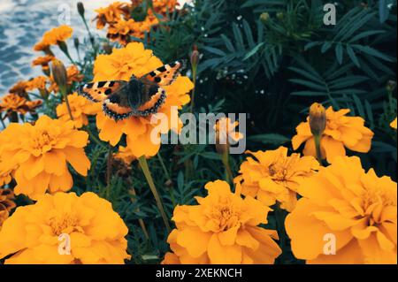 Pfauenauge Schmetterling auf Tagetes Blumen am Abend bei Sonnenuntergang. Schöner natürlicher Hintergrund. Stockfoto