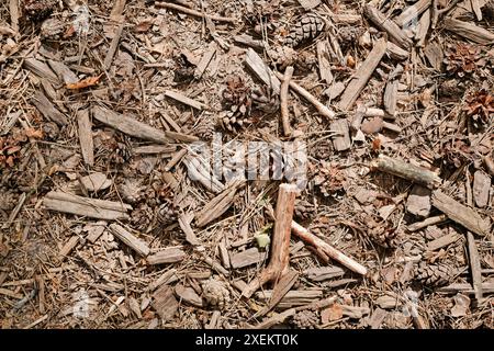 Trockene Äste, Unebenheiten und Nadeln liegen auf dem Boden im Kiefernwald. Natürlicher Hintergrund. Stockfoto