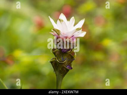 Curcuma longa Blume auf natürlichem Hintergrund Stockfoto