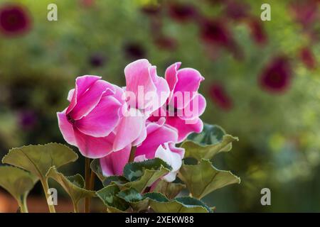 Schöne Cyclamen Blumen in einem Garten Stockfoto
