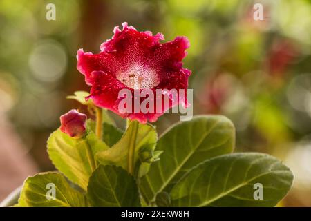 Gloxinia (Sinningia Speciosa) Pflanze und Blume im Garten Stockfoto