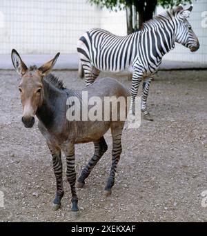 Vorn ein Zebroid, ein Kreuzungsprodukt zwischen Zebra und Esel, dahinter ein Steppenzebra, beide im Zoo Halle Zebroid *** vorne ein Zebroid, eine Kreuzung zwischen Zebra und Esel, dahinter ein Flachzebra, beide im Zebroid Hall Zoo Stockfoto