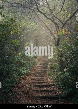 Eine Steintreppe von unten in einem nebeligen Herbstwald, stimmungsvolle Horror-Gruselstimmung, geheimnisvoller Pfad durch einen magischen Wald, stimmungsvoll Stockfoto