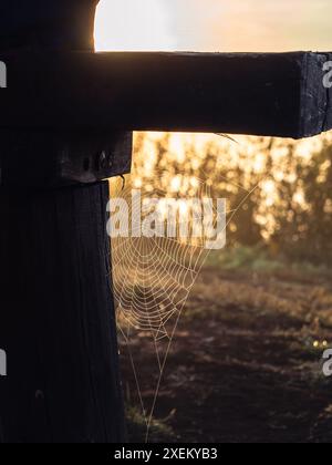 Ein Spinnennetz mit feinen Tau-Tropfen, das im Morgenwind winkt und in der goldenen Stunde auf einer Holzbank glüht Stockfoto