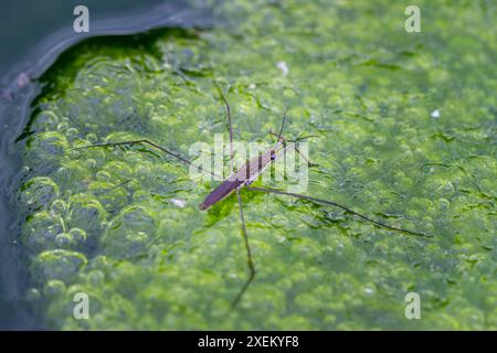 Ein zarter Wasserstreifer gleicht Blasen aus leuchtenden grünen Algen in einem Süßwasserteich aus. Die Komplexität der Natur in Wulai, Taiwan. Stockfoto