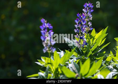 Blaue Lupine blüht an einem sonnigen Sommertag, Nahaufnahme mit selektivem Weichfokus Stockfoto