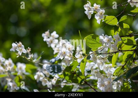 Weiße Jasminblüten sind im Frühlingsgarten, Nahaufnahme mit selektivem Weichfokus Stockfoto