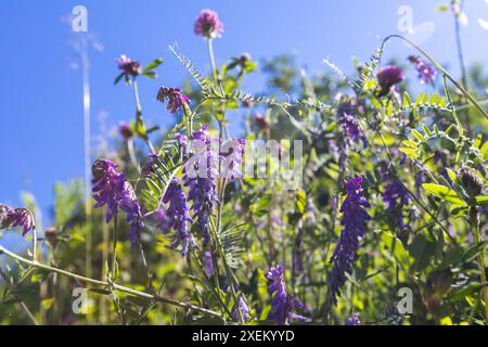Violette Blumen an einem sonnigen Sommertag, Vicia Cracca Makrofoto mit selektivem Weichfokus Stockfoto