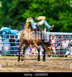 Nicht identifizierbarer Bareback-Bronc-Reiter in einer generischen Rodeo-Arena. Stockfoto