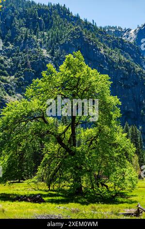 Cook's Meadow; Yosemite Valley Floor; Yosemite National Park; Kalifornien; USA Stockfoto