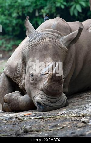 Zwei gehörnte Nashörner in Gefangenschaft Stockfoto