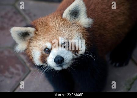 Schöne Bilder eines roten Panda Stockfoto