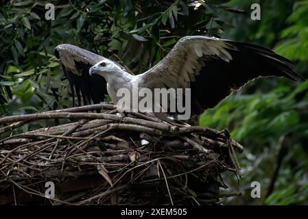 Der Weißbauchseeadler streckte seine Flügel aus, um eine Beute zu fangen Stockfoto