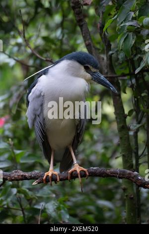 Grauer Reiher, der auf seine Beute wartet Stockfoto