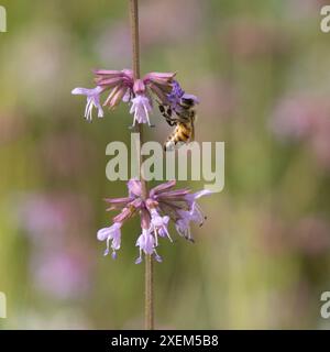 Eine Honigbiene isst judäischen Salbeinektar auf einer Wiese an einem sonnigen Frühlingstag. Stockfoto