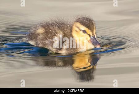 Stockenten-Entlein schwimmt in einem Teich. Las Palmas Park, Santa Clara County, Kalifornien. Stockfoto